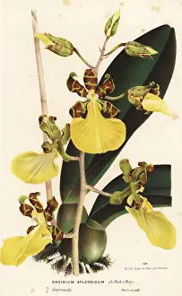 Serres: Trichocentrum splendidum