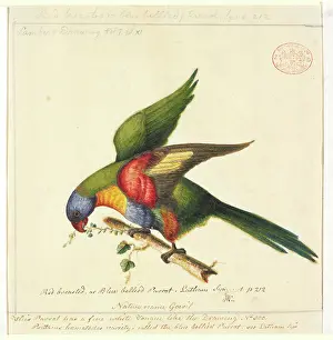 Coconut: Trichoglossus haematodus moluccanus, rainbow lorikeet