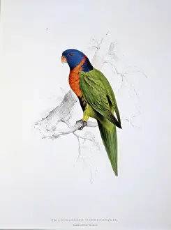 Parakeet: Tricholglossus rubritorquis, red-collared lorikeet