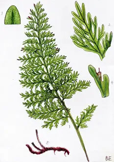 Speciosum: Trichomanes speciosum