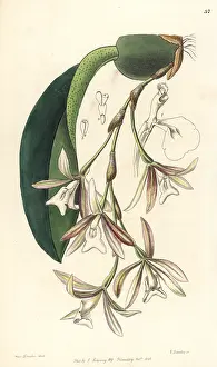 Epiphyte: Trichopilia laxa orchid