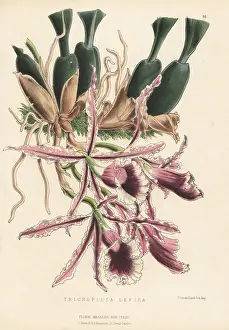 Volume 3: Trichopilia marginata orchid