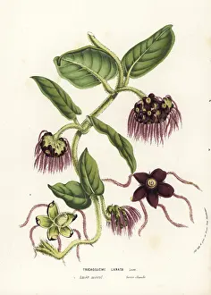 Serres: Trichosacme lanata