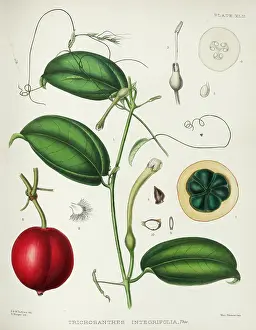 Tendril: Trichosanthes integrifolia