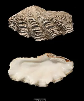 Gigas: Tridacna gigas, giant clam