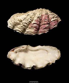 Gigas: Tridacna gigas, giant clam