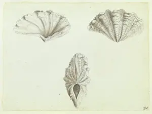 Atkins: Tridacna maxima Roding, 1798, giant clam