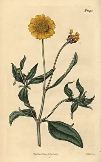 Couchman: Tridax trilobata