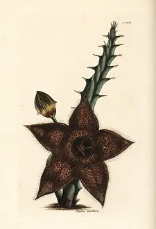Moschata: Tridentea gemmiflora