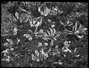 Malby: Trifolium Apinum (Alpine Clover)