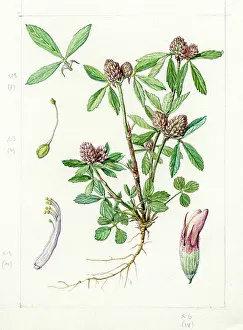 Gwen: Trifolium bocconi - Boccone's trefoil