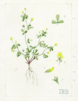 Roots: Trifolium dubium - lesser trefoil