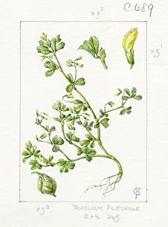 Trefoil: Trifolium filiforme - slender trefoil