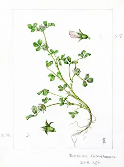 Trifolium: Trifolium glomeratum - clustered clover