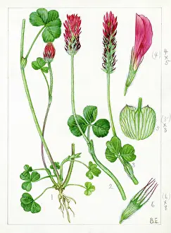 Everard: Trifolium incarnatum - crimson clover