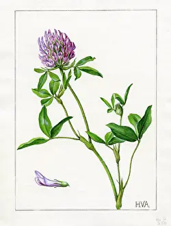 Trifolium: Trifolium medium - zigzag clover
