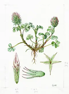 Gwen: Trifolium molinerii - clover