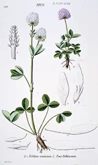 Trifolium: Trifolium montanum, mountain clover