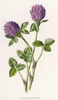 Trifolium: TRIFOLIUM PRATENSE