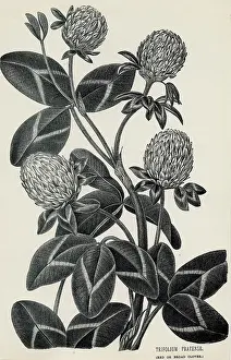 Trifolium: TRIFOLIUM PRATENSE