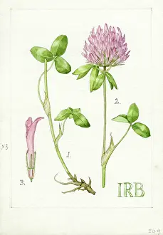 Isobel: Trifolium pratense - red clover