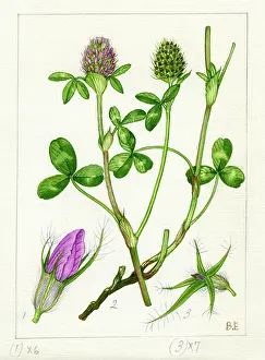 Everard: Trifolium pratense - red clover