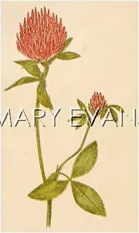 Trifolium: TRIFOLIUM PRATENSIS