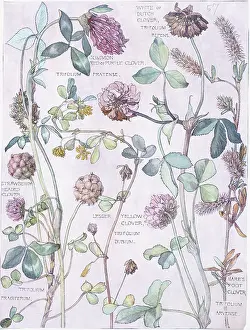 Trifolium: Trifolium pratensis, clover