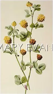Trefoil: TRIFOLIUM PRECUMBENS