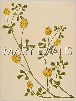 Trifolium: TRIFOLIUM PROCUMBENS