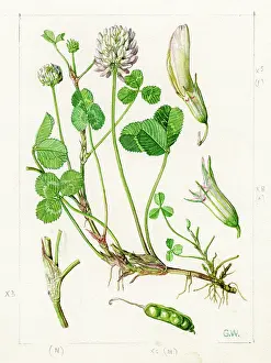 Gwen: Trifolium repens - white clover