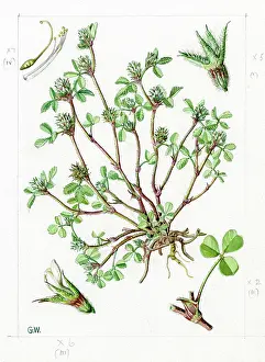 Gwen: Trifolium scabrum - rough clover