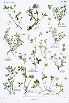 Trifolium: Trifolium sp. clover