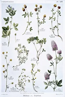 Trifolium: Trifolium sp. & Meliotus sp. clover