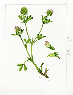 Fishbourne: Trifolium squamosum - sea clover