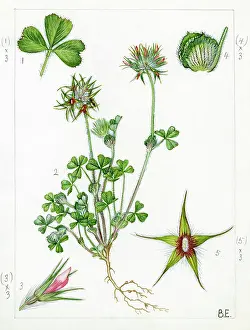 Starry: Trifolium stellatum - starry clover