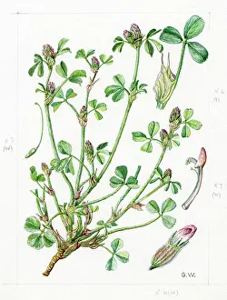 Gwen: Trifolium striatum - knotted clover