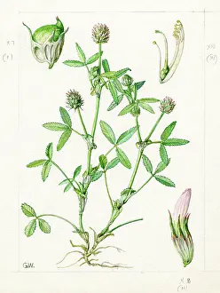 Gwen: Trifolium strictum - upright clover