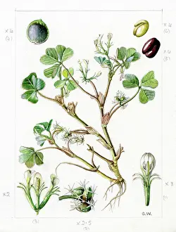 Gwen: Trifolium subterraneum - subterranean clover