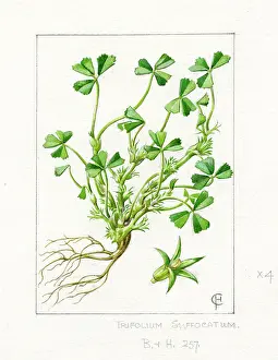Enlargement: Trifolium suffocatum - suffocated clover
