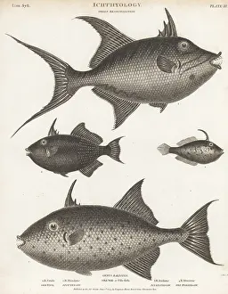Thomas Milton: Triggerfish and leatherjacket species