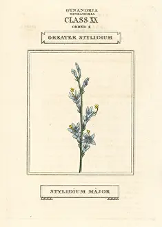 Stylidium: Triggerplant or greater stylidium, Stylidium major