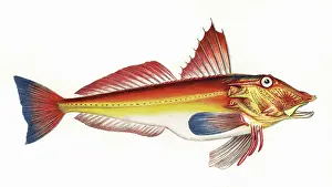 Bloch: Trigla cuculus, or Bloch's Gurnard
