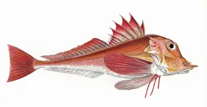 Lyra: Trigla lyra, or Piper Gurnard