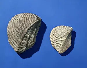 Bivalve: Trigona, bivalves
