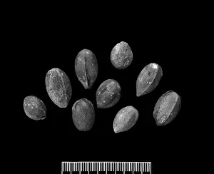 Pteridospermatophyta: Trigonocarpus parkinsoni