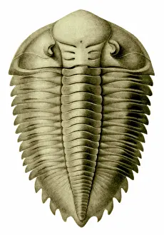 Extinction: Trilobite Artwork