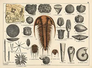 Gotthilf: Trilobite, sponge and zoophyte fossils