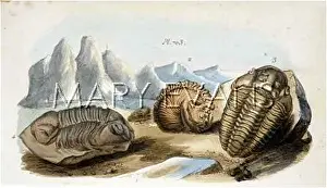 Trilobites: TRILOBITES