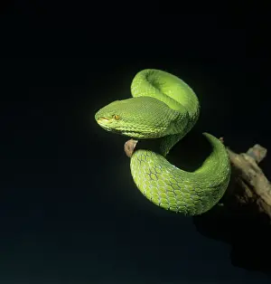 Scaly: Trimeresurus albolabris, bamboo pit viper